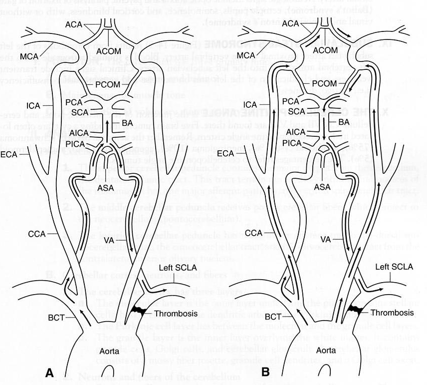 Brain vascular anatomy diagram